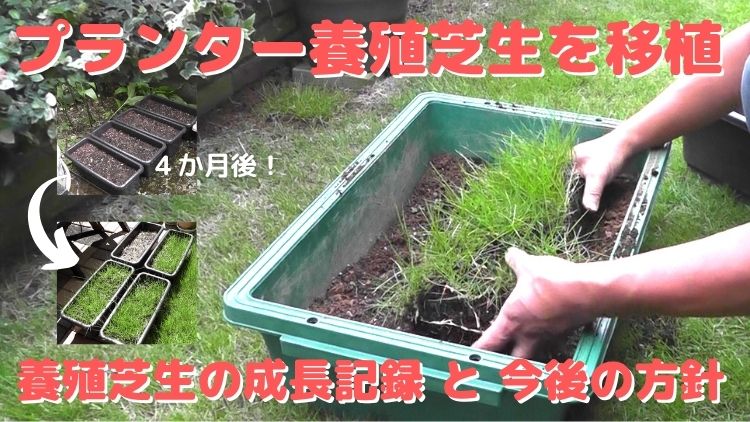 プランターで養殖した芝生を植え付ける－プランター芝生の成長記録
