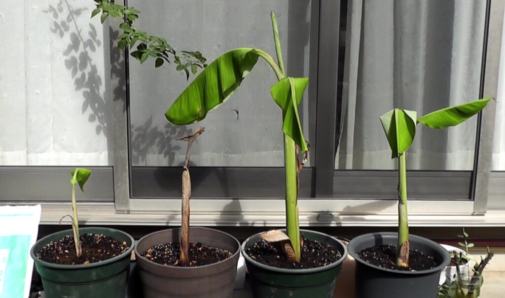 バナナの新芽である吸芽（キュウガ）を株分けして鉢植えにする