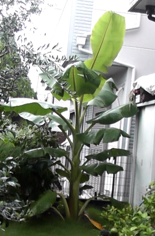 地植えにして巨大に成長したバナナ苗ドワーフ・ナムワ種