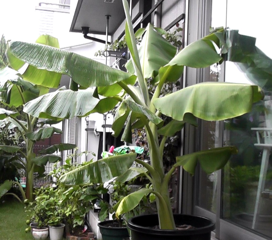 鉢植えでかなり立派に育ったバナナ苗