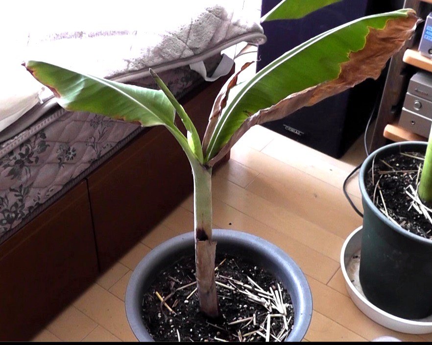 室内で冬越ししたバナナ苗（ドワーフ・ナムワ）の先端から出てきた新葉が成長し始めた