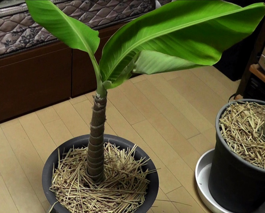 鉢植えにしたバナナ吸芽（キュウガ）を幹巻テープと稲わらで室内にて冬越しさせる