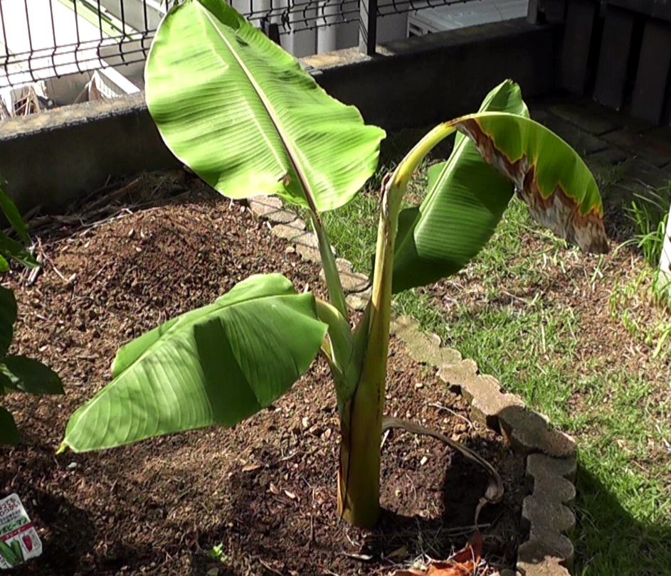 地植えで順調に育ち始めたバナナ苗