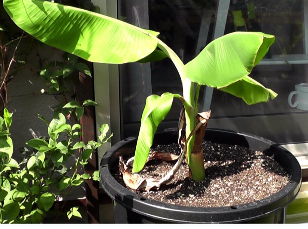 鉢植えでT順調に育ち始めたバナナ苗