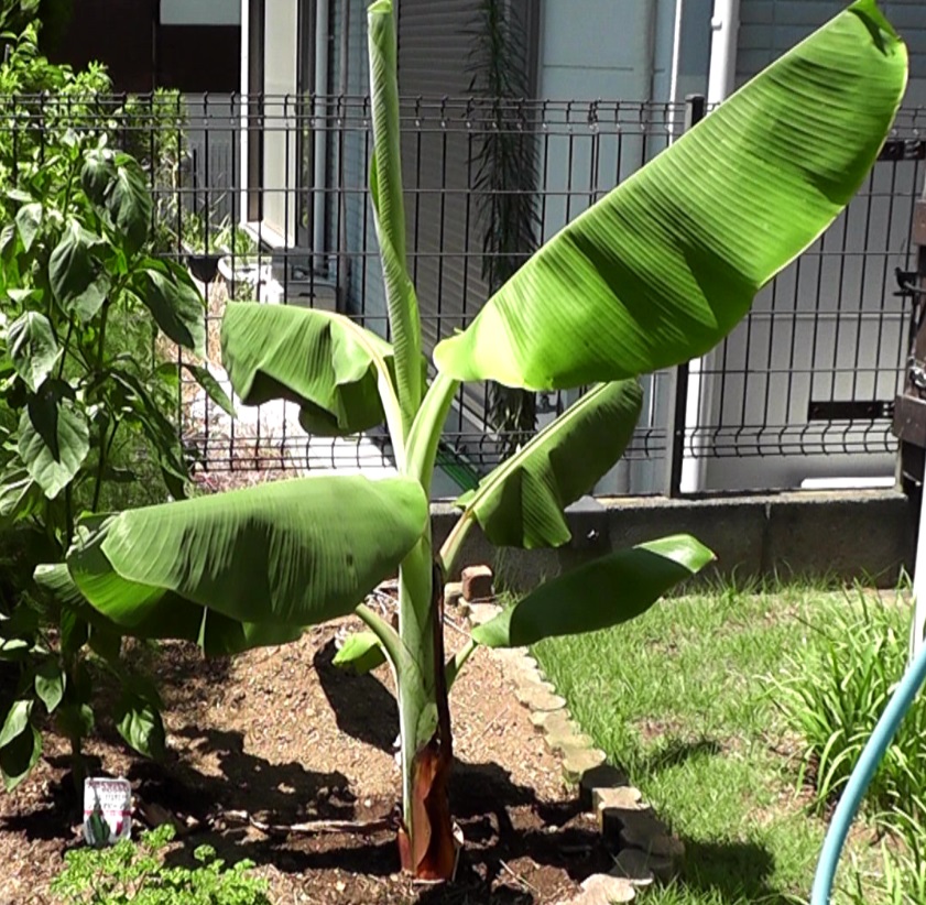 夏を迎えて地植えでもりもり育っているバナナ苗