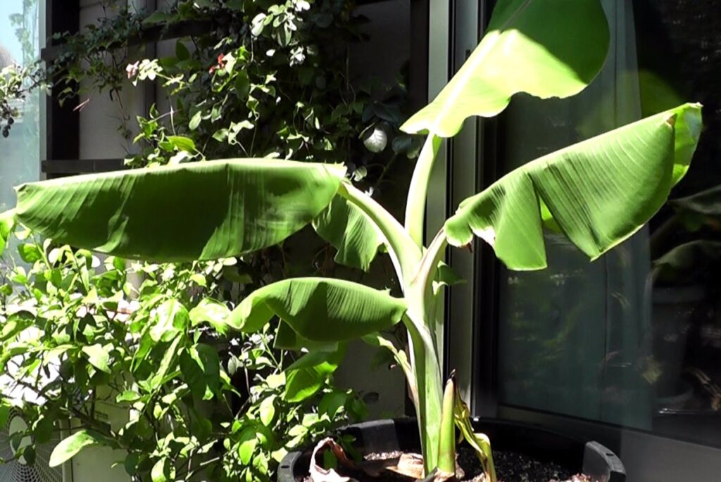 夏を迎えて鉢植えでもりもり育っているバナナ苗